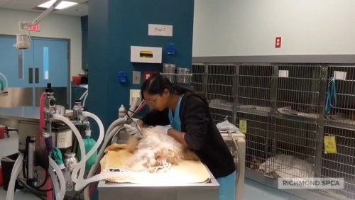 Собака 2 года жила под кроватью без заботы и внимания, но теперь это счастливое и очаровательное создание радуется каждому дню (6 фото)">