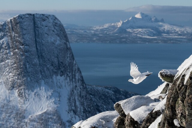 Фотографии победителей конкурса Bird Photographer of the Year 2022 (20 фото) - 12.09.2022