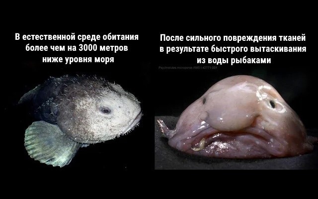 Неожиданные повадки животных, про которые многие даже не догадываются - 10.07.2025
